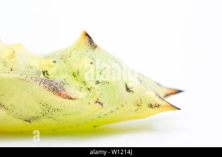 Detail eines Tagpfauenauges, Nymphalis io, Puppe, oder Puppe. In seinen frühen Stadien den Kokon ist eine gelblich-grüne Farbe, wie hier zu sehen, sondern als b Stockfoto