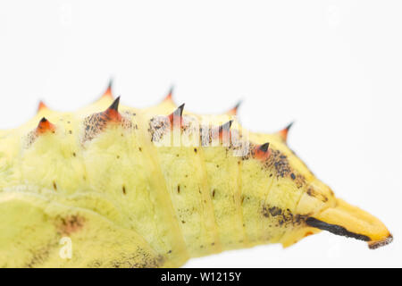 Detail eines Pfauenschmetterlings, Aglais io, chrysalis oder Puppe. Unten rechts im Bild ist die Spitze der Chrysalis, die als cremaster bekannt ist Stockfoto