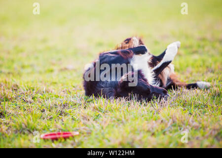 Verspielte Border Collie reinrassigen Hund spielen im Freien rund um Rollen hinunter in das grüne Gras. Adorable Welpen genießen Sie einen sonnigen Tag im Park. Stockfoto