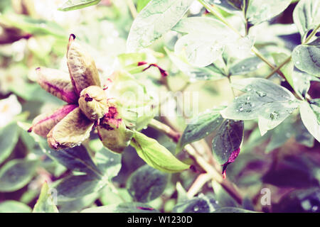 Bush mit Baum Pfingstrose (Paeonia suffruticosa) nach der Blüte im Garten Stockfoto