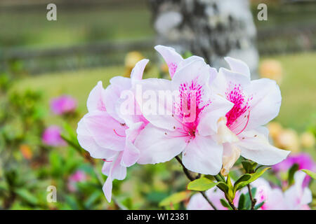 Wunderschönes, weißes Licht Rosa Azalee Blumen blühen in einer Wintersaison einen botanischen Garten und es ist ein beliebtes Reiseziel im Norden von Thailand. Stockfoto
