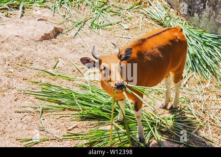 Banteng essen Gras sind eine wildlebende Rinder haben einen unverwechselbaren Charakter ist ein weißes Band unten in den Männern und Frauen im Südosten gefunden. Stockfoto