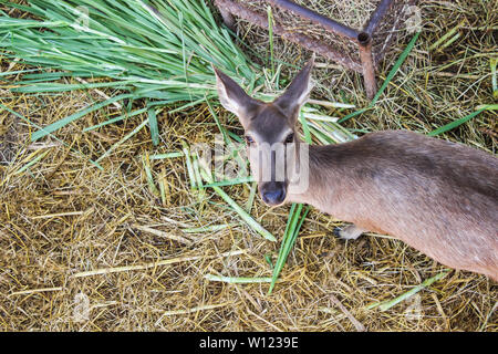 Brown Deer weiblichen voll auf Gras frisches Gras und Heu im Park essen gewachsen. Ansicht von oben Stockfoto