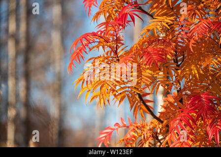 Eberesche (Sorbus ulleungensis) Blätter im Herbst Farben Stockfoto