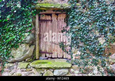 Alte Holztür mit einigen grünen Efeu um Sie herum Stockfoto