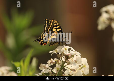 Natürliche Welt Nahaufnahmen - ein herrliches Schwalbenschwanz Schmetterling, Pieris Rapae bei RSPB Strumpshaw Fen, Großbritannien. Sommer 2019. Stockfoto