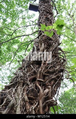Baum, Rinde Stockfoto