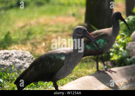 Hadada Ibis (Bostrychia Hagedash) Stockfoto