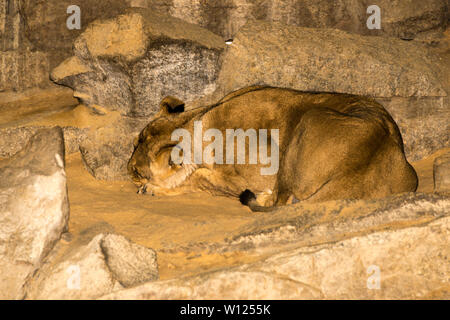 Asiatischer Löwe (Panthera leo) Stockfoto