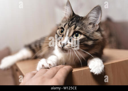 Porträt einer wunderschönen sibirischen Katze, die sorgfältig in die Ferne schaut. Spielen Konzept. spielen lustige Katze Stockfoto
