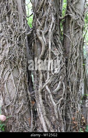 Rinde baum Reben Stockfoto