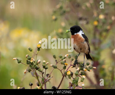 Ein männliches Schwarzkehlchen (Saxicola rubicola) mit einem saftigen Caterpillar für Sie ist jung, Pembrokeshire, Wales Stockfoto