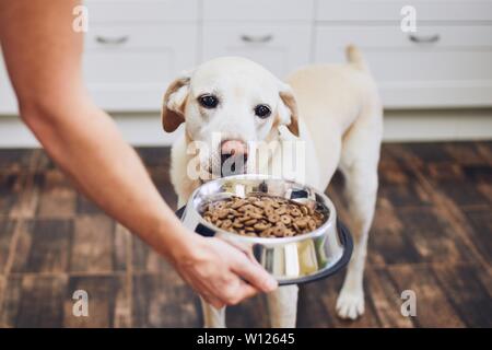 Das häusliche Leben mit Haustier. Fütterung hungrig Labrador Retriever. Eigentümer gibt seinem Hund Schüssel von Granulaten.
