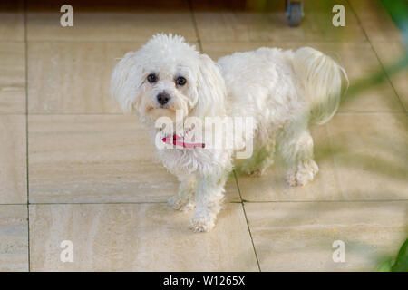 Süße kleine lockigen Haaren weiß Toy Pudel tragen ein rotes Halsband neugierig in die Kamera starrt in einem hohen Winkel frontal Portrait im Innenbereich Stockfoto