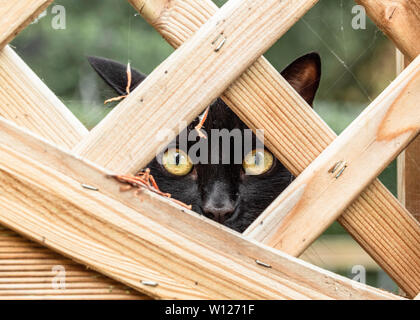 Schwarze Katze hinter dem Holzzaun Stockfoto