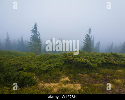 Nadelwald auf der Karpaten Hügel in einem kalten Nebel Frühling Morgen. Ruhige Landschaft Landschaft. Stockfoto