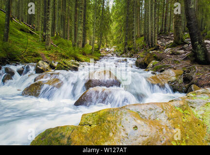 Prut durch den Nadelwald auf den Hügeln von Karpaten fließen, Howerla Nationalpark, Ukraine. Wilde Natur Szene, schnellen Wasser s Stockfoto