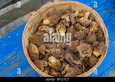 Gesammelte Pilze Morcheln liegen in einem Weidenkorb Stockfoto