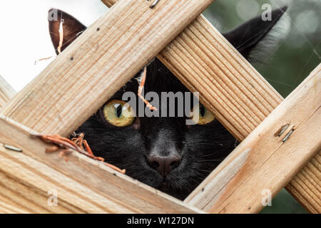 Schwarze Katze hinter dem Holzzaun Stockfoto