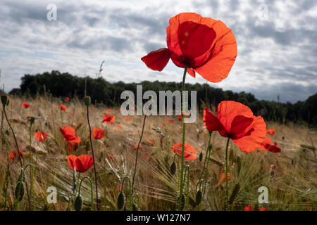 Close-up von Mohn in einem Weizenfeld Stockfoto