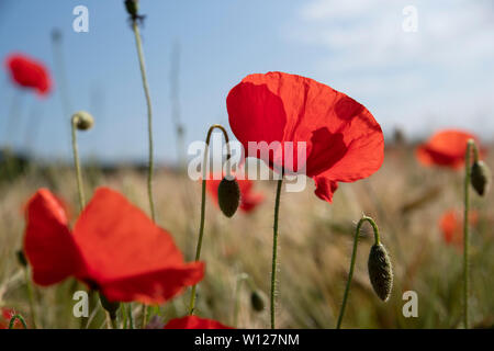 Close-up von Mohn in einem Weizenfeld Stockfoto