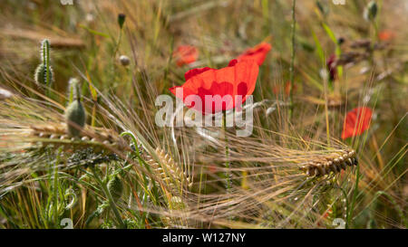 Close-up von Mohn in einem Weizenfeld Stockfoto