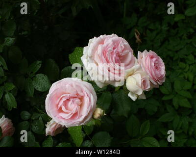 Bush von rosa-weißen Rosen, Morgentau auf Rosenblättern Stockfoto