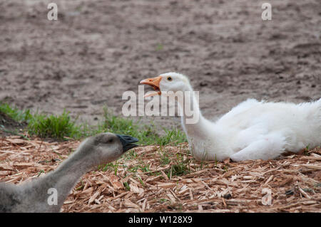 Mutter Gans und Gosling Aufruf Stockfoto