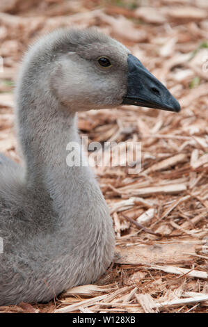 Grau Gosling mit einem schwarzen Schnabel Stockfoto