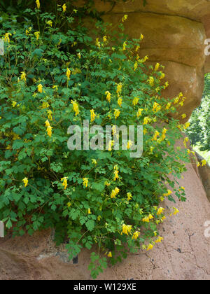 Gelbe Corydalis, Corydalis lutea, wachsen auf Rock, Worcestershire, Großbritannien Stockfoto