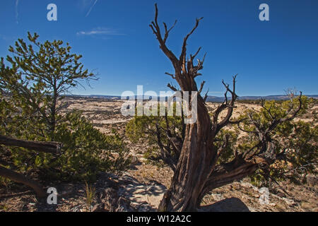 Tot Juniper 1. Stockfoto