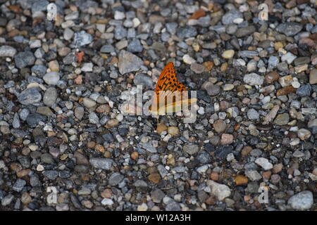 Silber - gewaschen Fritillary Getränke Wasser Stockfoto