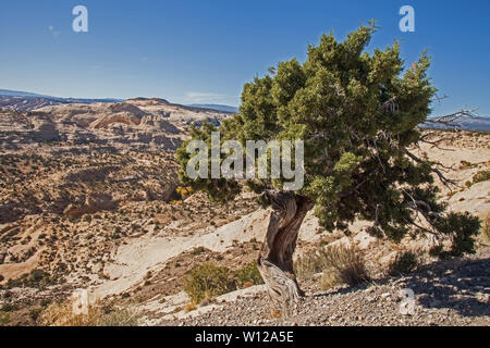 Utah Juniper 7 Stockfoto