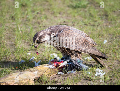 Lanner Falcon und seine Taube Beute in der Wiese Stockfoto