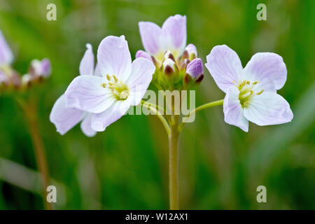 Wiesenschaumkraut oder Lady's Smock (Cardamine pratensis), in der Nähe von einer einzigen Blume Kopf mit Knospen. Stockfoto