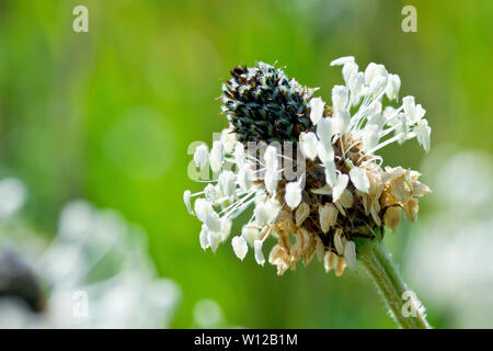 Oder Ribgrass Spitzwegerich (plantago Integrifolia), in der Nähe eines einsamen beleuchtete Blütenkopf mit geringer Tiefenschärfe. Stockfoto