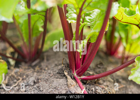 Bolthardie Rote Bete wächst im Garten in Schottland, Großbritannien Stockfoto