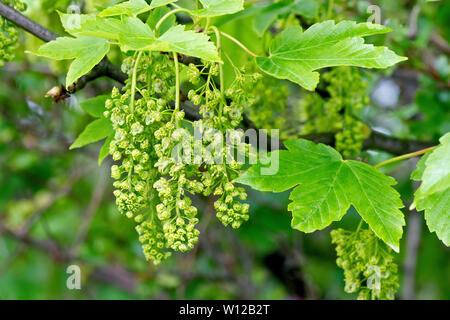 Bergahorn (Acer pseudoplatanus), Nahaufnahme der Blüten und Blätter am Baum im Frühling. Stockfoto