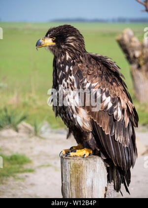 Unreife Weißkopfseeadler sitzen auf einer Stange Stockfoto