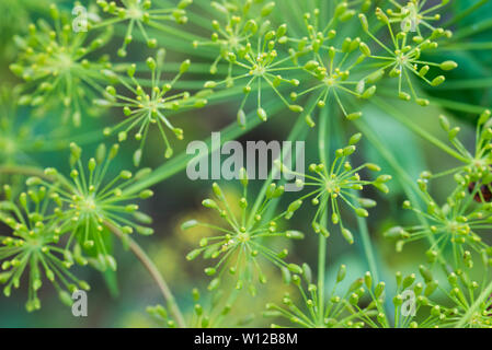 Anethum graveolens Dill Blume Makro Stockfoto