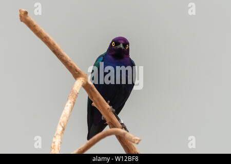 Nahaufnahme eines violetten und grünen Asiatischen glossy Starling Vogel (Aplonis panayensis) auf einem trockenen Abzweig nach unten starren thront. Stockfoto