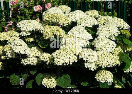 Blume weiße Hortensien im Garten auf Hintergrund grün Blatt an Solar Tag Stockfoto