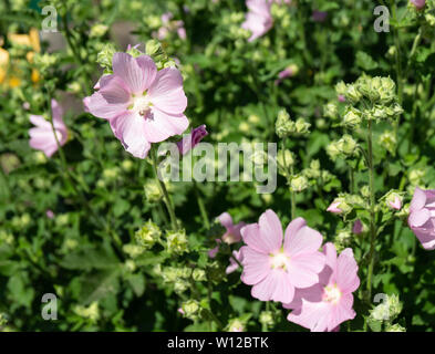 Schöner grüner Hintergrund mit Farbe bei Solar Tag im Sommer Stockfoto