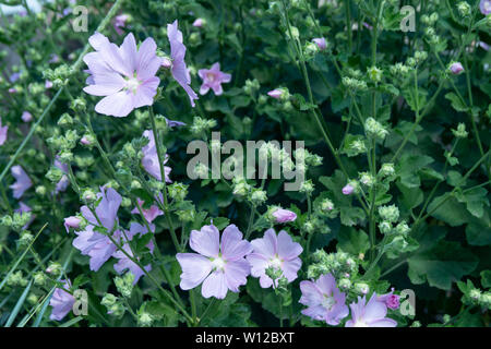 Schöner grüner Hintergrund mit Farbe bei Solar Tag im Sommer Stockfoto