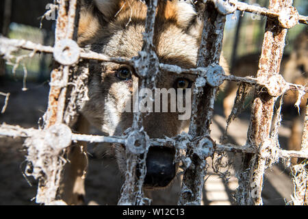 Der Wolf ist in einem Käfig. Abstrakte Foto. Stockfoto