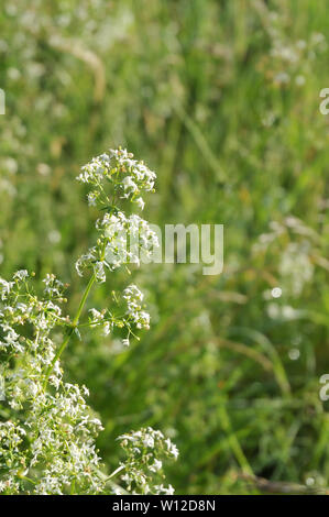 In der Nähe von galium Album, das Weiße bedstraw oder Hedge bedstaw, in einer Wiese Stockfoto