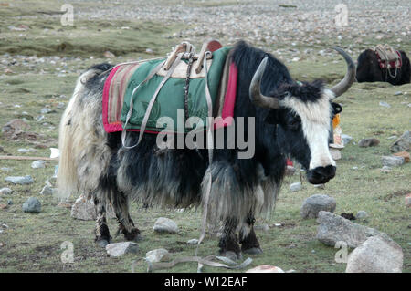 Yak weiden im Tal in der Nähe von Mount Kailash, Tibet, China Stockfoto