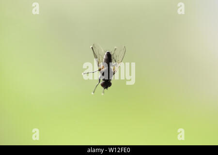 Ein Makro geschossen von Fliegen auf Glas Fenster mit grünen verschwommenen Hintergrund. Wohn haus fliege insekt Nahaufnahme. Stockfoto