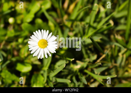 Schöne Nahaufnahme, geschossen von Daisy im grünen Rasen im Frühling Stockfoto