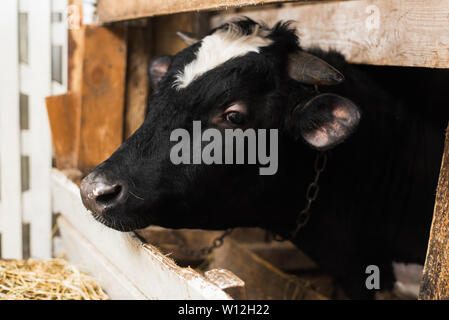 Eine Kuh mit Hörnern auf dem Bauernhof hinter einem Holzzaun. Stier in einer Farm. eine Kuh mit Hörnern auf dem Bauernhof hinter einem Holzzaun. Stier innerhalb der Farm. Schließen po Stockfoto